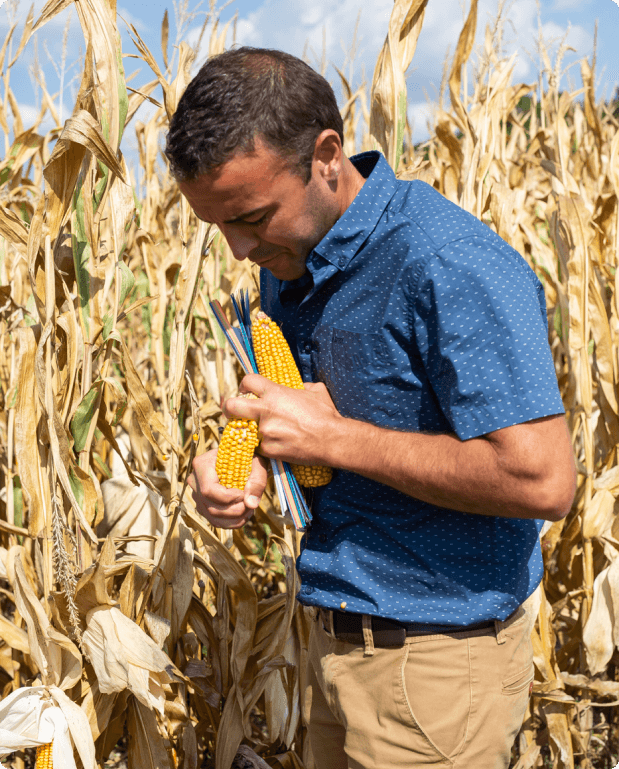 Homme dans champs de maïs